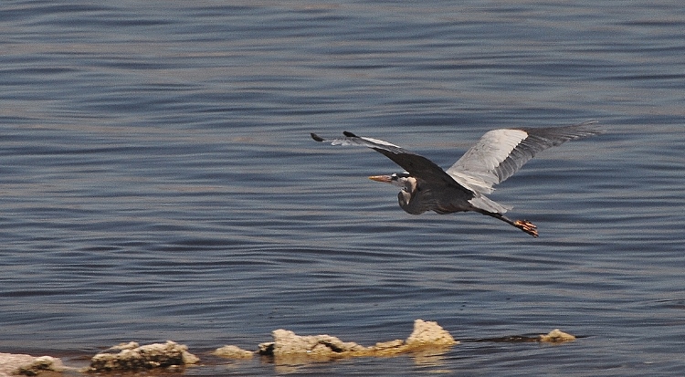 great blue heron skimming water
